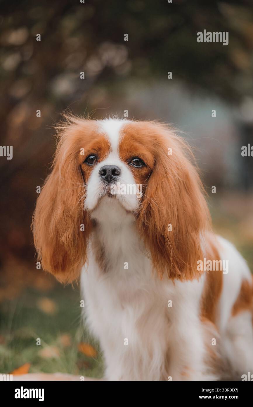 Portrait de Cavalier King Charles Spaniel avec des oreilles de châtaignier coulantes dans le jardin d'automne. Banque D'Images