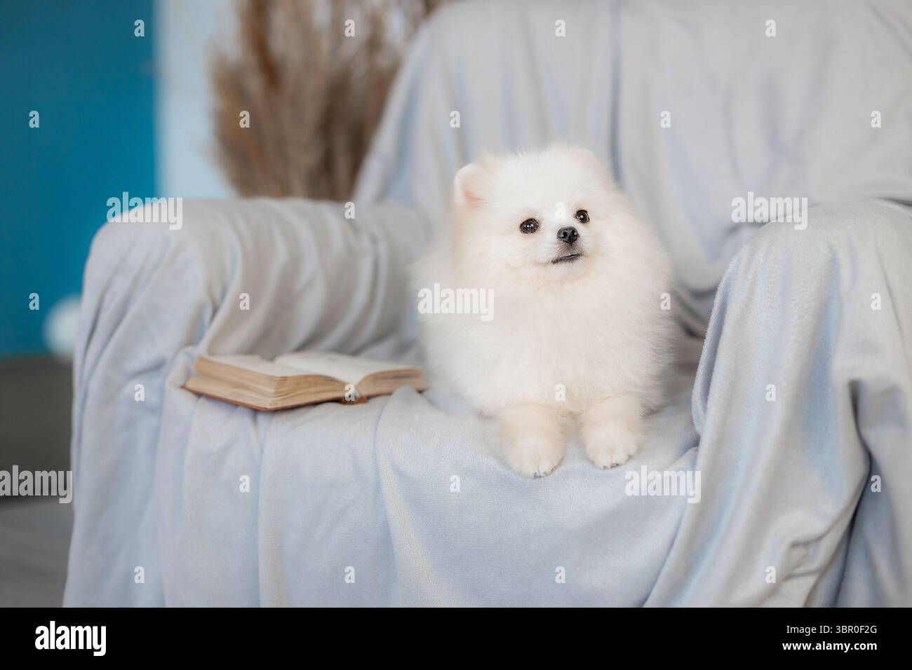 Chien blanc de poméranie couché sur un fauteuil avec livre ouvert à proximité, cadre intérieur avec des tons neutres et des accents d'herbe sèche Banque D'Images