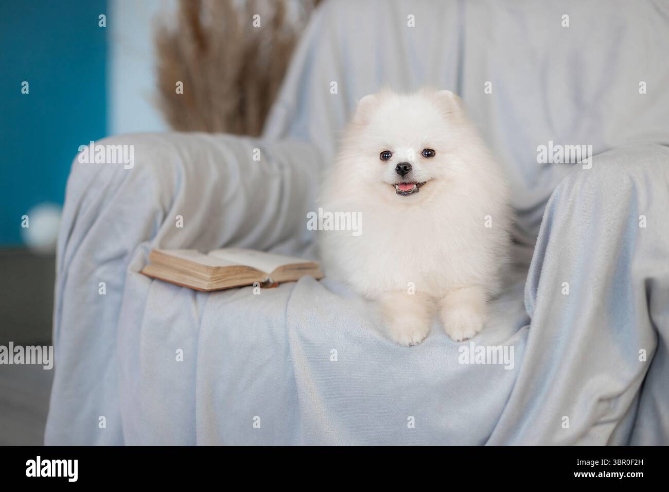 Chien poméranie blanc souriant allongé sur un fauteuil à côté de livre ouvert, cadre intérieur chaleureux avec mur bleu et décoration d'herbe sèche Banque D'Images