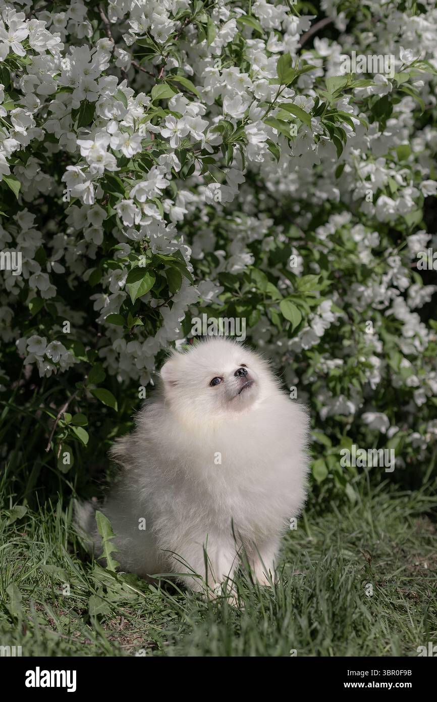 Moelleux blanc Pomeranian regarde vers le haut dans l'herbe verte sous la riche canopée de fleurs blanches avec la lumière naturelle du soleil. Banque D'Images