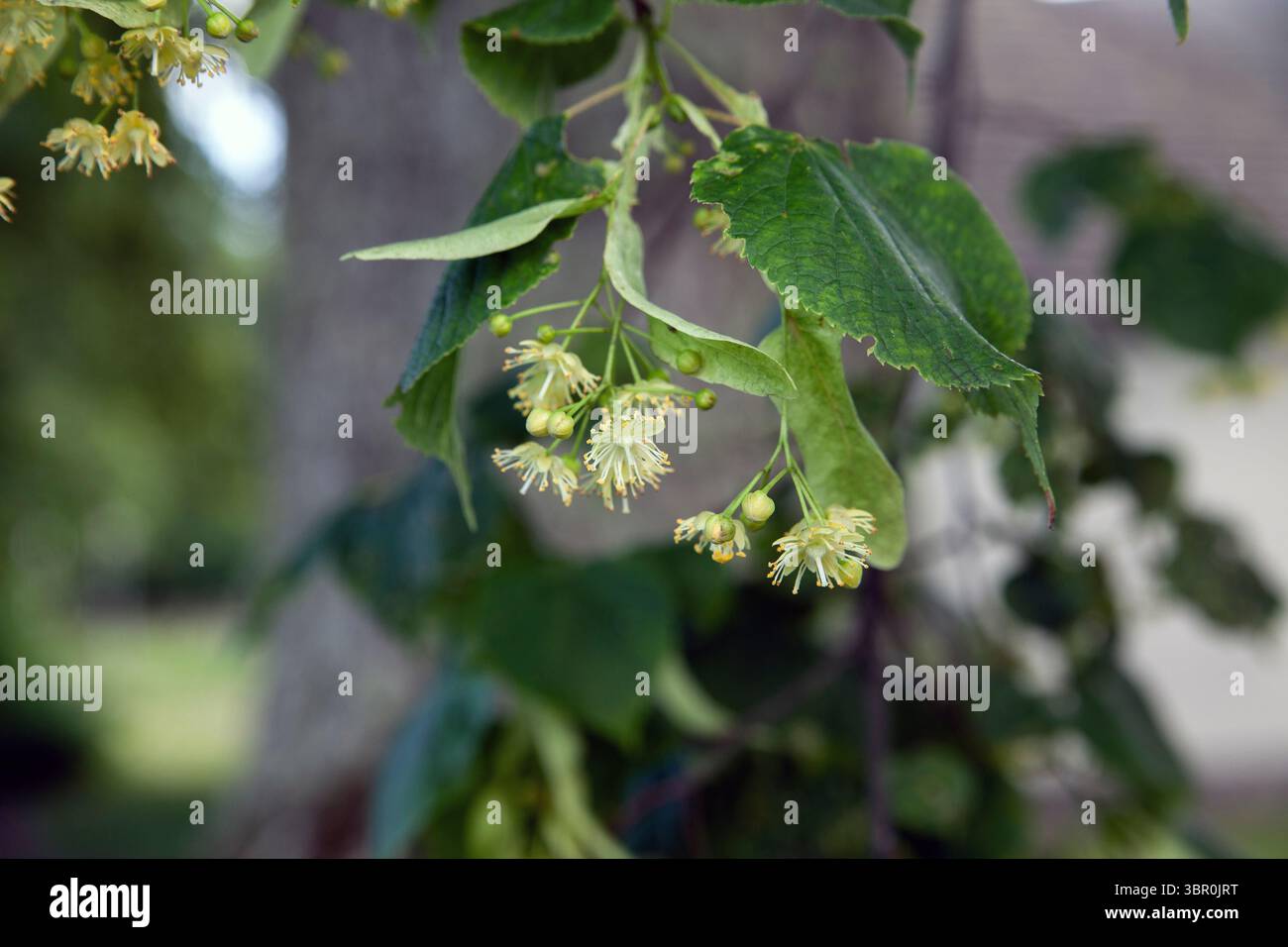 fleurs en tilleul Banque D'Images