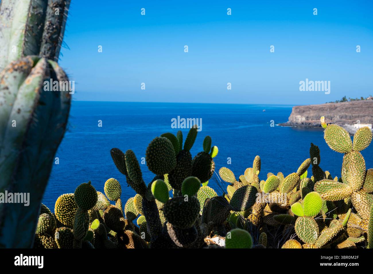Cactus avec la mer en arrière-plan dans un paysage unique et relaxant. Banque D'Images