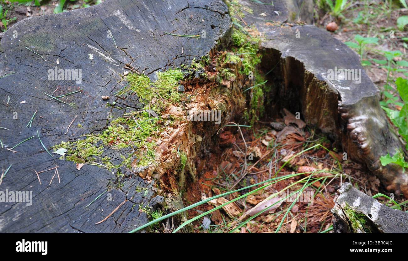 Surface d'un vieux moignon. Pourri, bois délabré, mousse Banque D'Images