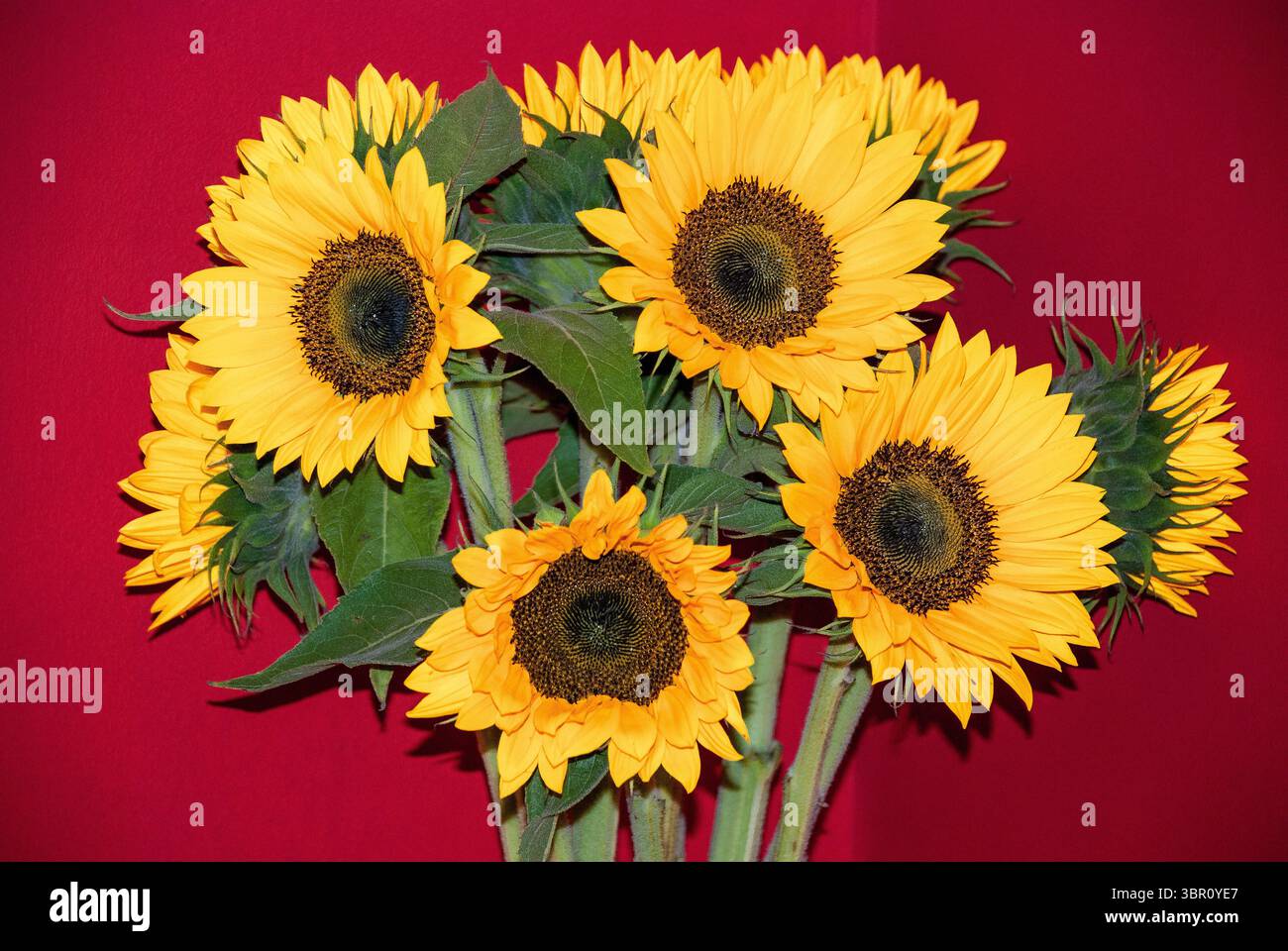 Un bouquet vibrant de tournesols (Helianthus annuus) du Cap occidental, mettant en valeur leurs pétales jaune vif sur fond rouge profond. Banque D'Images