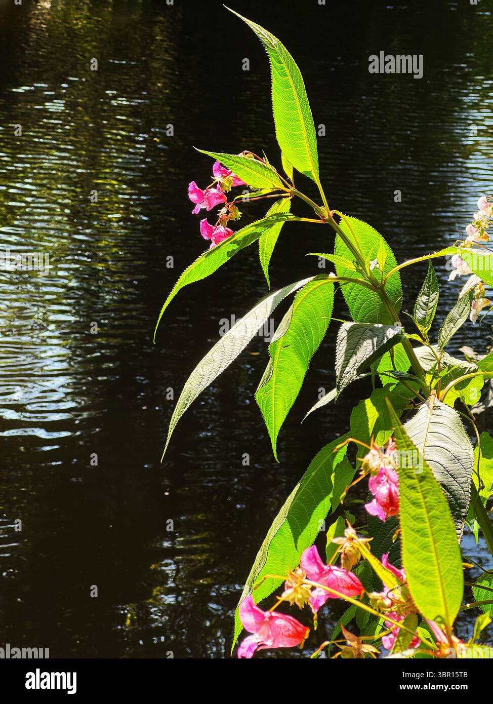 Le baume de l'Himalaya (Impatiens glandulifera), une espèce envahissante, poussant le long de la rivière Ely, pays de Galles du Sud, Royaume-Uni - Image de stock capturée avec un smartphone