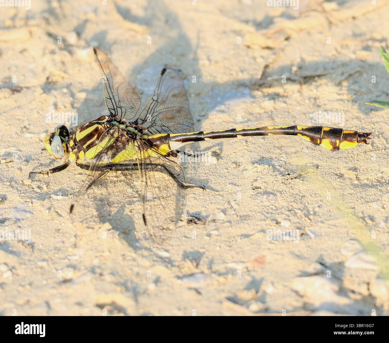 Libellule à rayures jaunes reposant sur un sol ensoleillé Banque D'Images