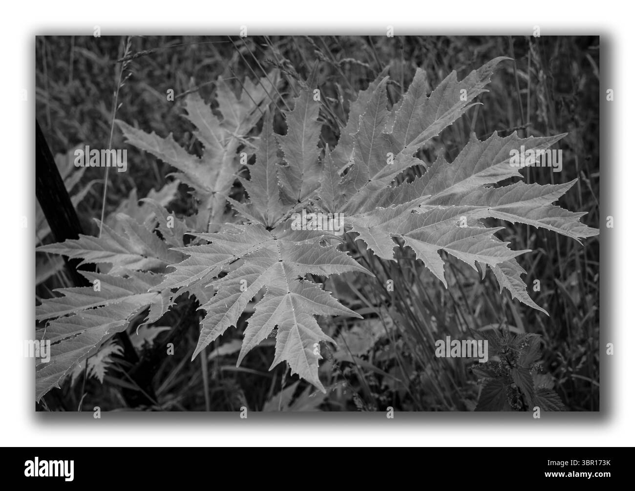 Ein Blatt von dem Bärenkraut Banque D'Images