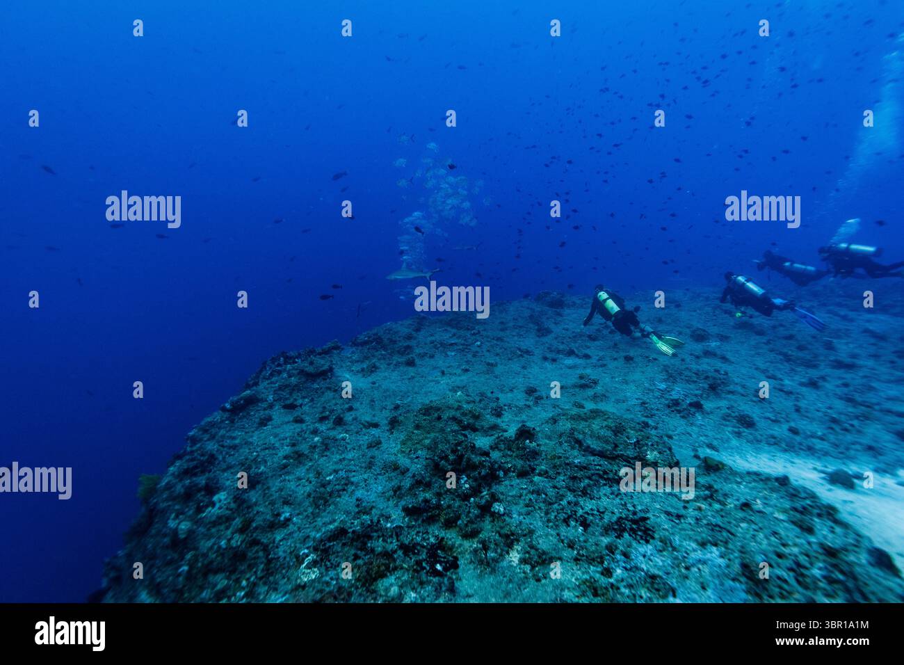 Groupe de plongeurs observent des bancs de poissons et de requins le long du bord d'un mur de récif corallien profond Banque D'Images Groupe de plongeurs observent des bancs de poissons et de requins le long du bord d'un mur de récif corallien profond Banque D'Images