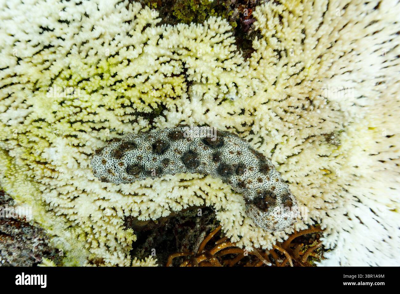 Concombre de mer à gueule noir et blanc à gueule noire rampant sur le corail blanchi Banque D'Images