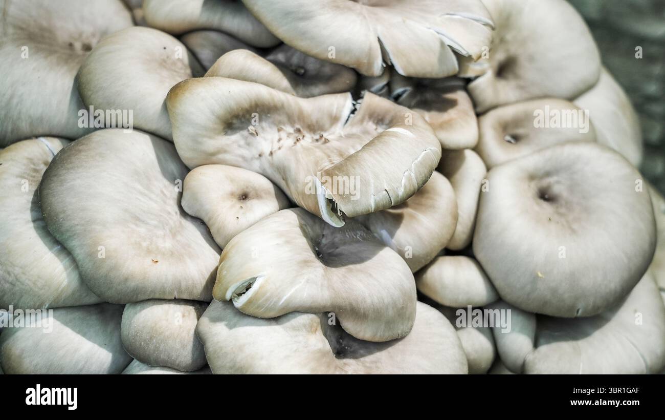 Grappes de champignons huîtres pendant une journée couverte. Banque D'Images