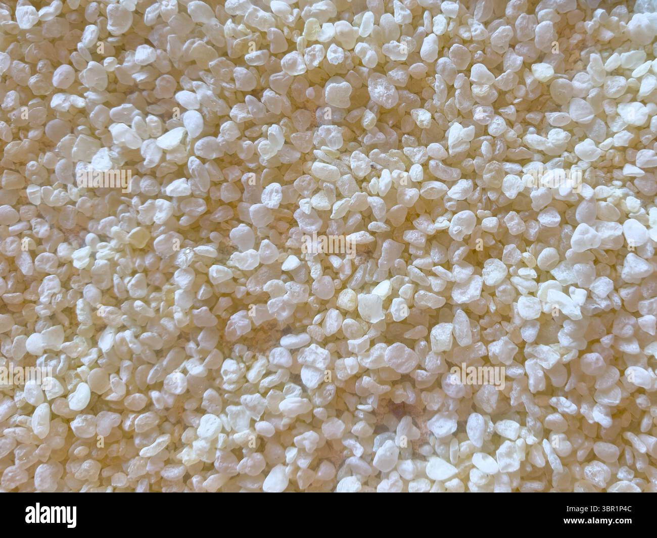 La texture de fond de gomme de mastic, les larmes de Chios ou les résines de mastiha sont des gouttelettes naturelles de la plante pistacia lentiscus Banque D'Images