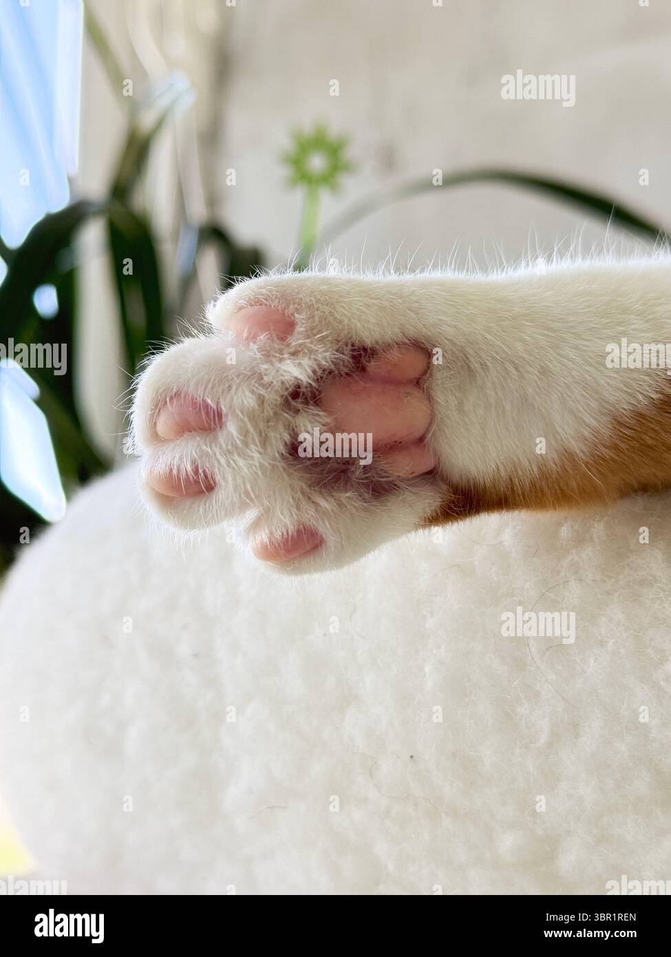 Un gingembre et une patte de chat blanche sortant d'un lit. Coussinets de pattes roses visibles. Gros plan. Banque D'Images
