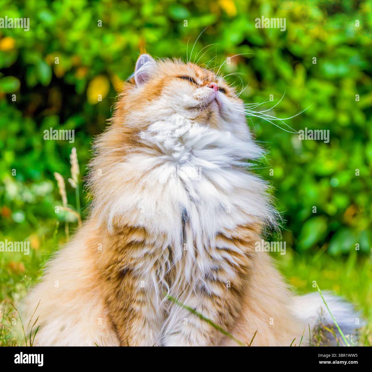 Chat doré British Longhair se prélassant avec un calme royal dans une herbe luxuriante, une fourrure luxuriante volante sous une douce brise estivale Banque D'Images