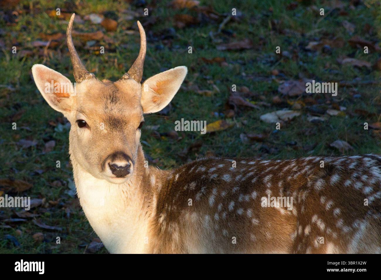 Cerf en jachère mâle avec bois. Rester vigilant, soigneusement vigilant. attentionné en me regardant. Banque D'Images