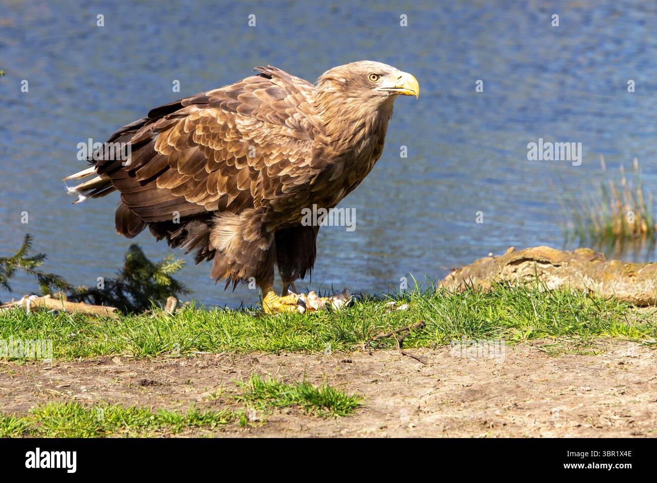 Un aigle à queue blanche affamé déchire sa proie et profite de son dîner. Mieux vaut ne pas déranger. Banque D'Images