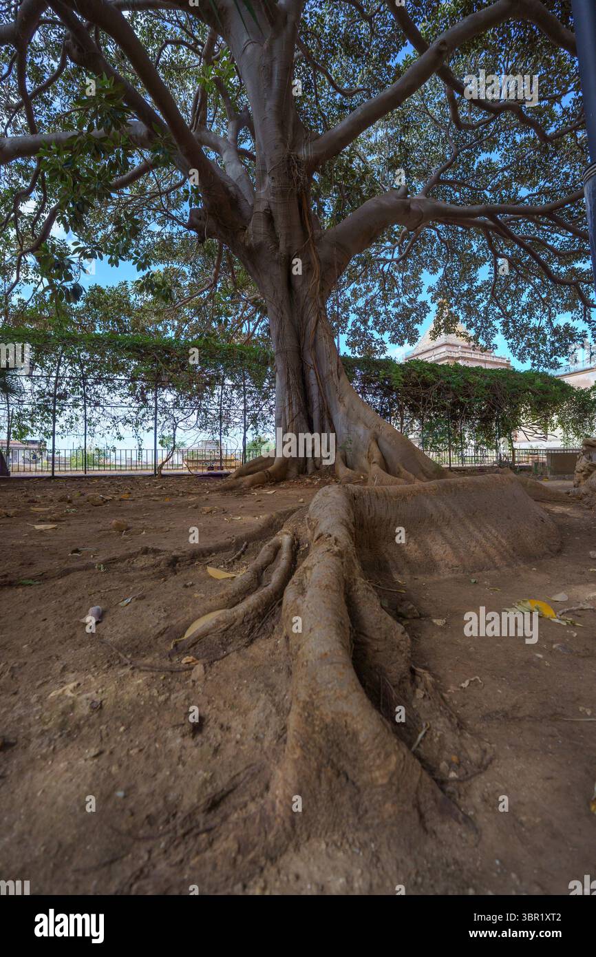 Énorme vieil arbre Kapok (Ceiba tree ou Ceiba pentandra), avec de grosses racines Banque D'Images