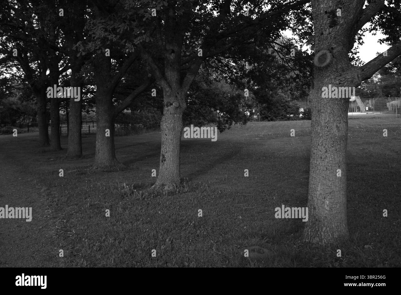 Rue bordée d'arbres au parc Kupittaanpuisto à Turku, Finlande. Banque D'Images