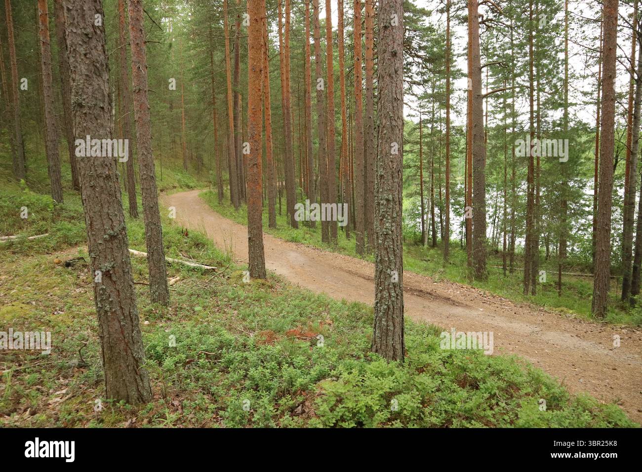 Un sentier de jogging vide dans une forêt de pins à Punkaharju, en Finlande, un jour d'été. Banque D'Images