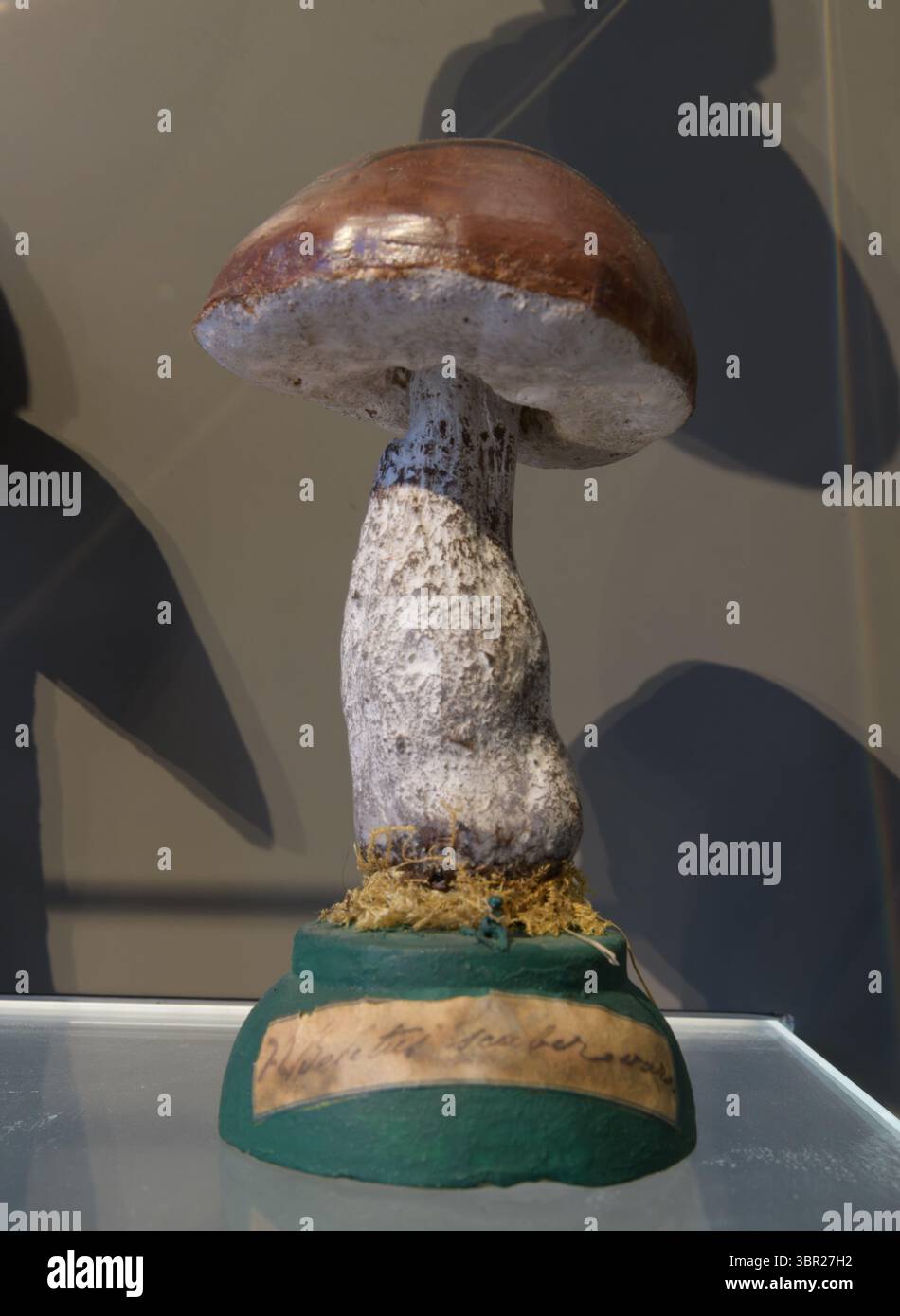 Modèle de champignon exposé au Musée du jardin botanique de Padoue, Italie. Il s'agit d'une réplique détaillée avec une étiquette historique mettant en valeur l'Educat botanique Banque D'Images