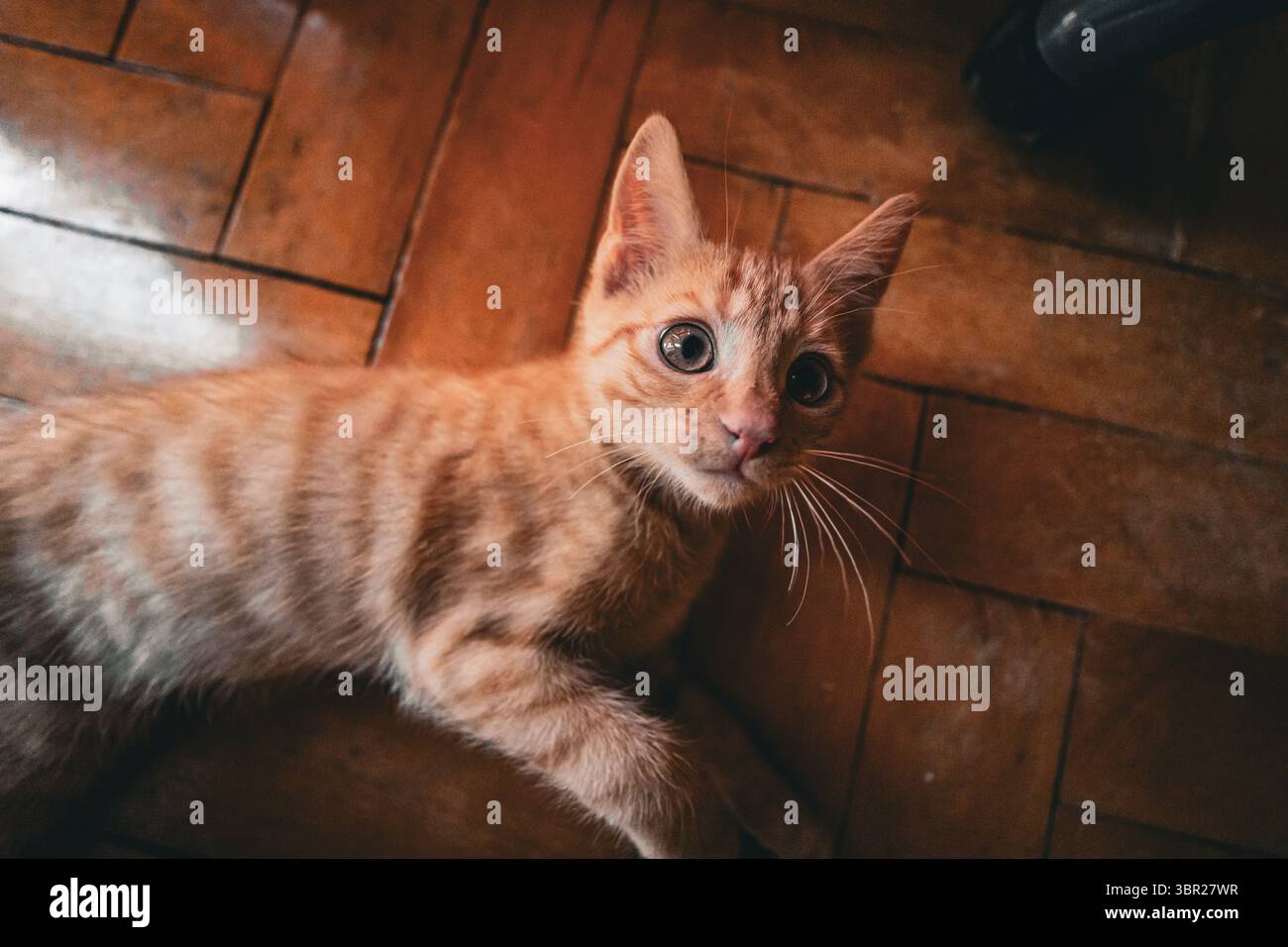 Gros plan d'un adorable chaton orange tabby. Les grands yeux et la fourrure moelleuse du chaton en font une image parfaite pour les thèmes liés aux animaux de compagnie et les moments ludiques. Banque D'Images