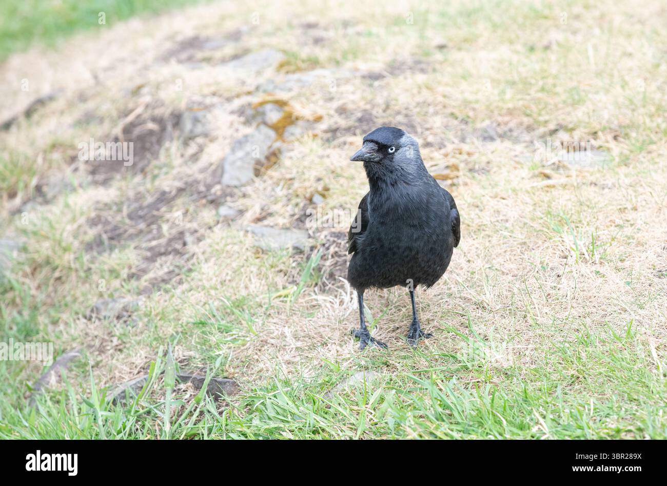 Jackdaw (Corvus monedula), parfois connu sous le nom de Jackdaw occidentale Banque D'Images