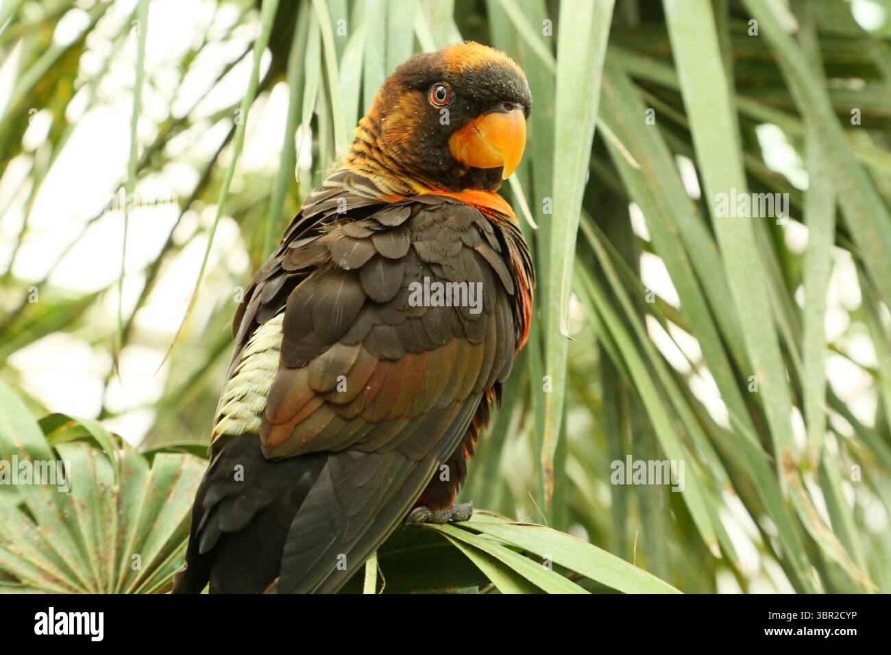 Un lory sombre au parc safari de Woburn Banque D'Images