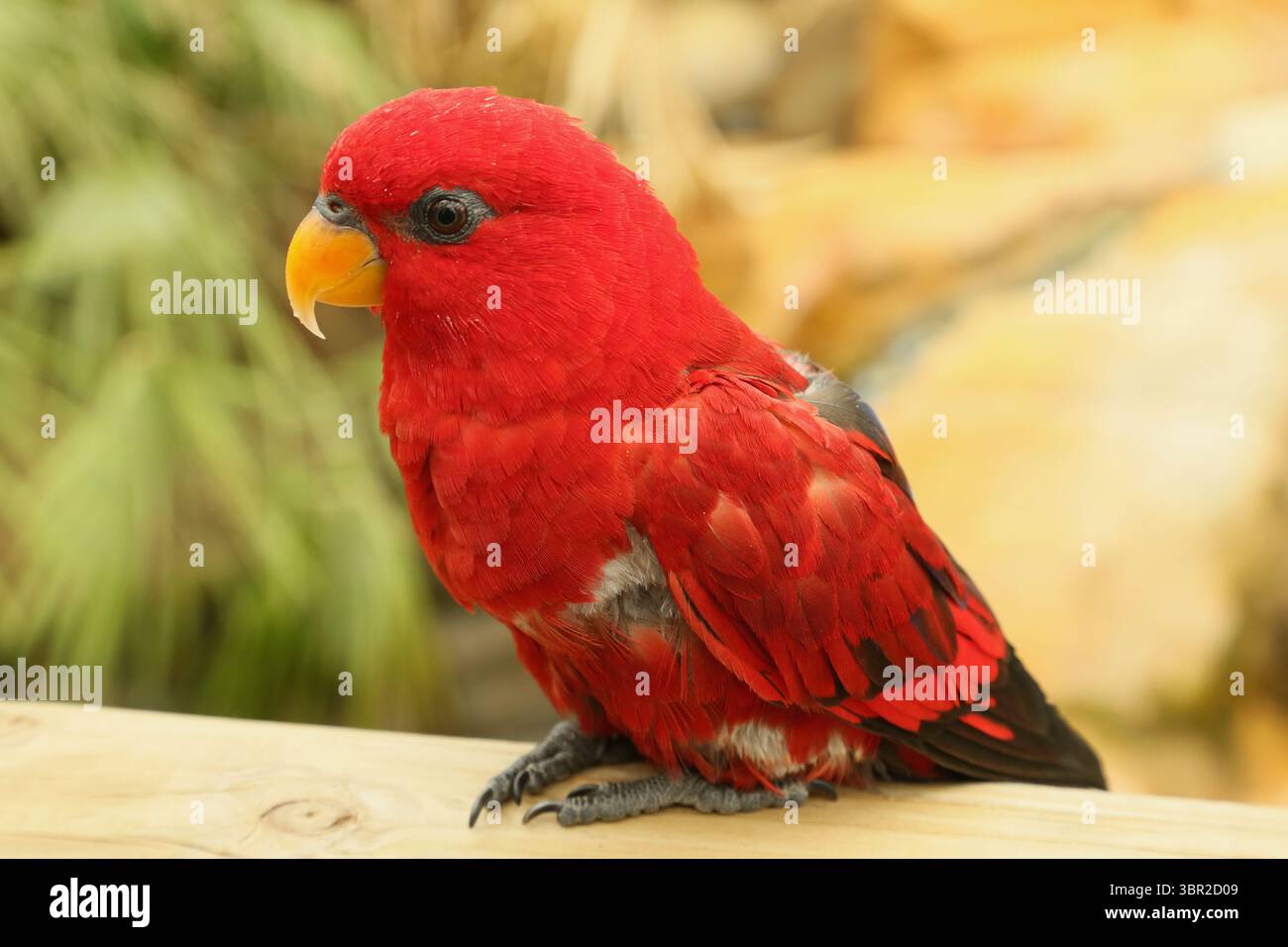 Un lory bavardant au parc safari de Woburn Banque D'Images