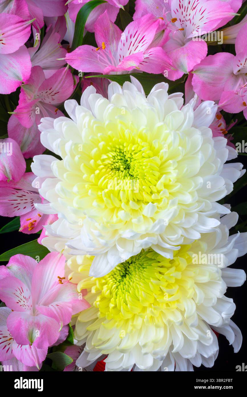Chrysanthème et Alstromeria Floral nature morte Banque D'Images