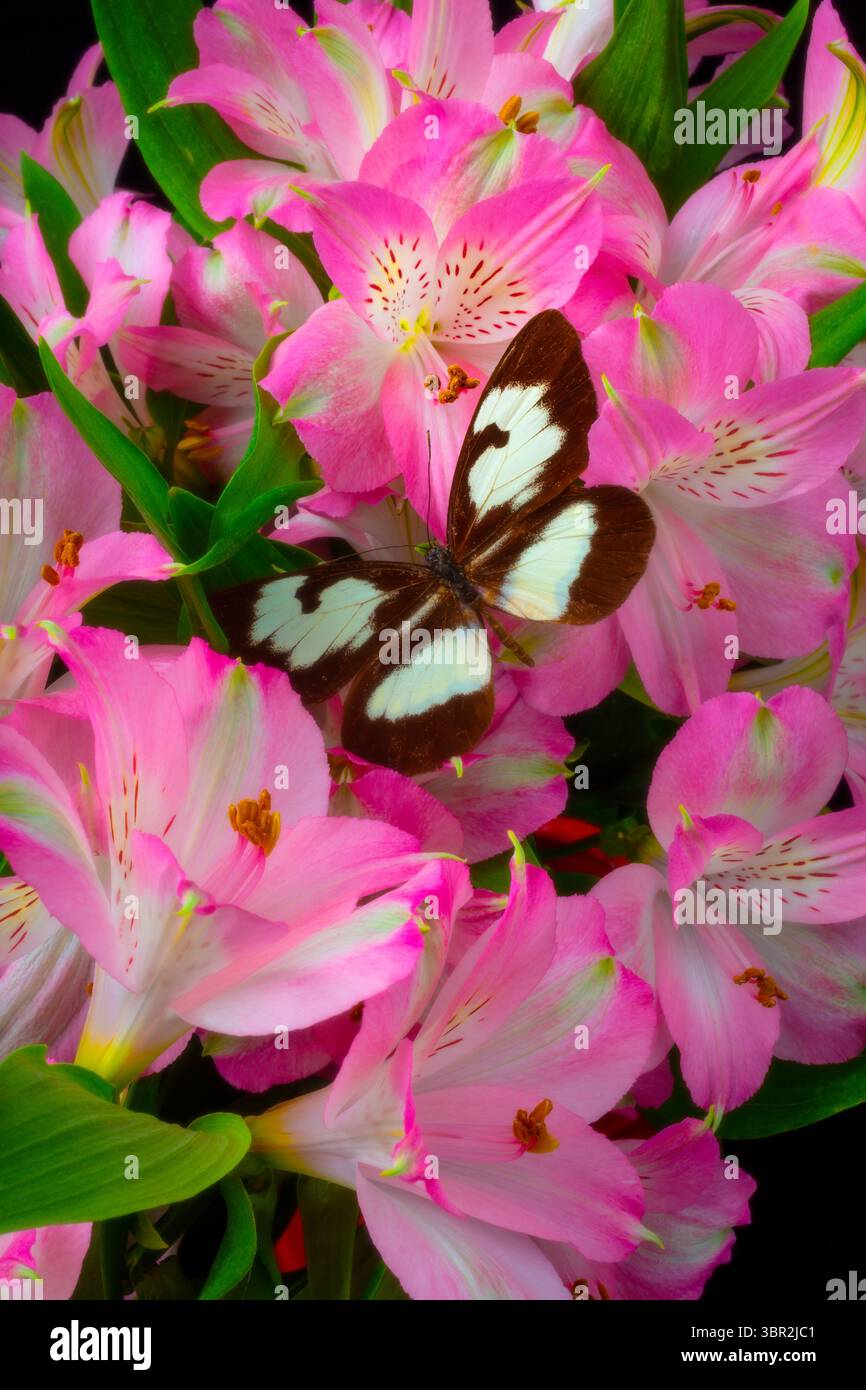 Papillon brun et blanc sur Pink Alstromeria Still Life Banque D'Images