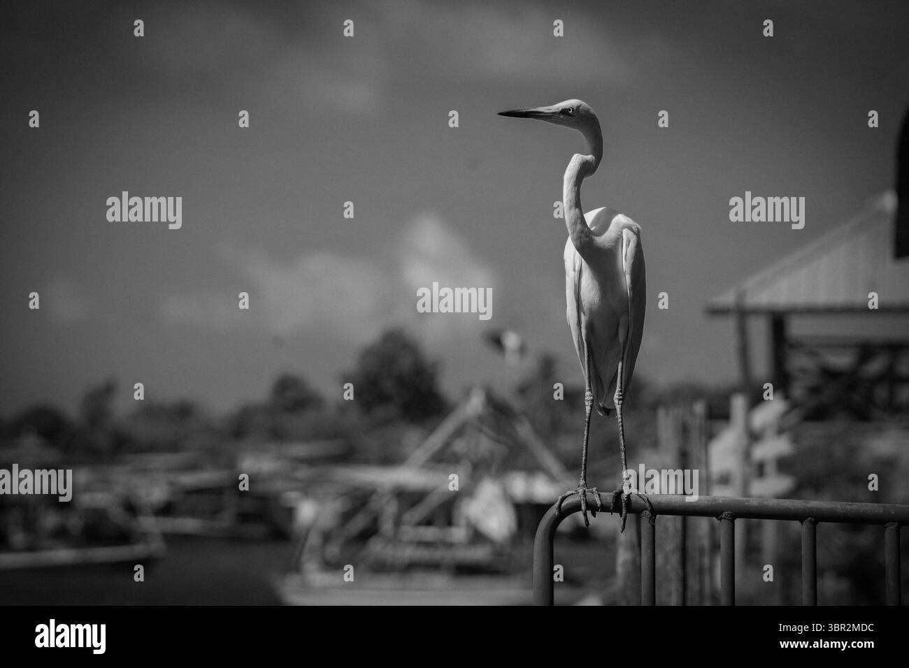 Un héron regardant Lepa-Lepa à Semporna Banque D'Images