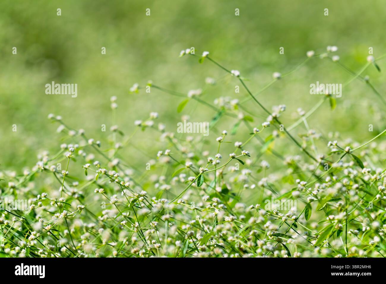Herbe Alternanthera, enchevêtrement de plantes envahissantes dans le nord du Queensland, menace pour la biosécurité des espèces indigènes Banque D'Images