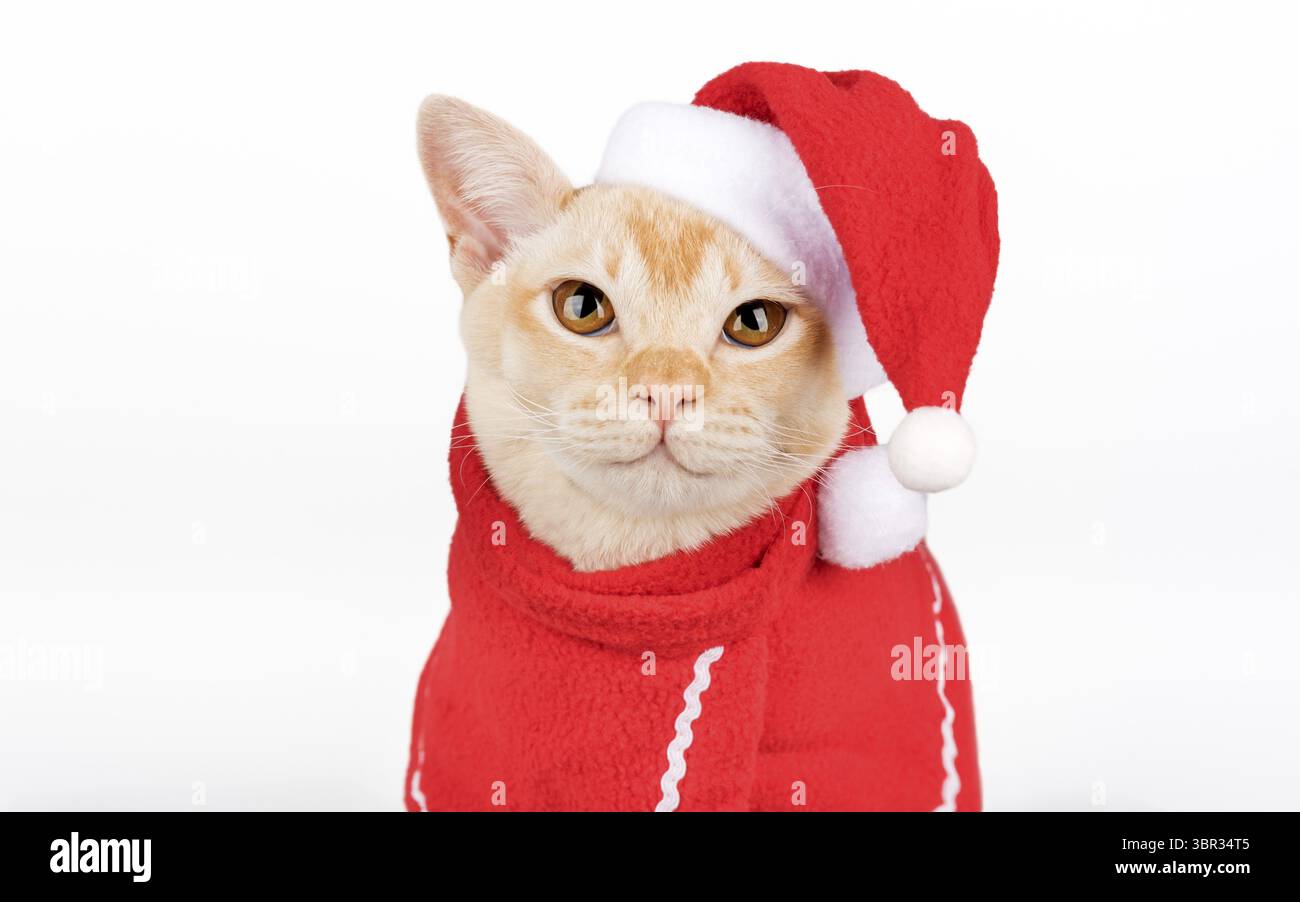 Chaton birman dans le chapeau rouge du Père Noël isolé sur fond blanc. Concept de célébration de Noël et du nouvel an Banque D'Images