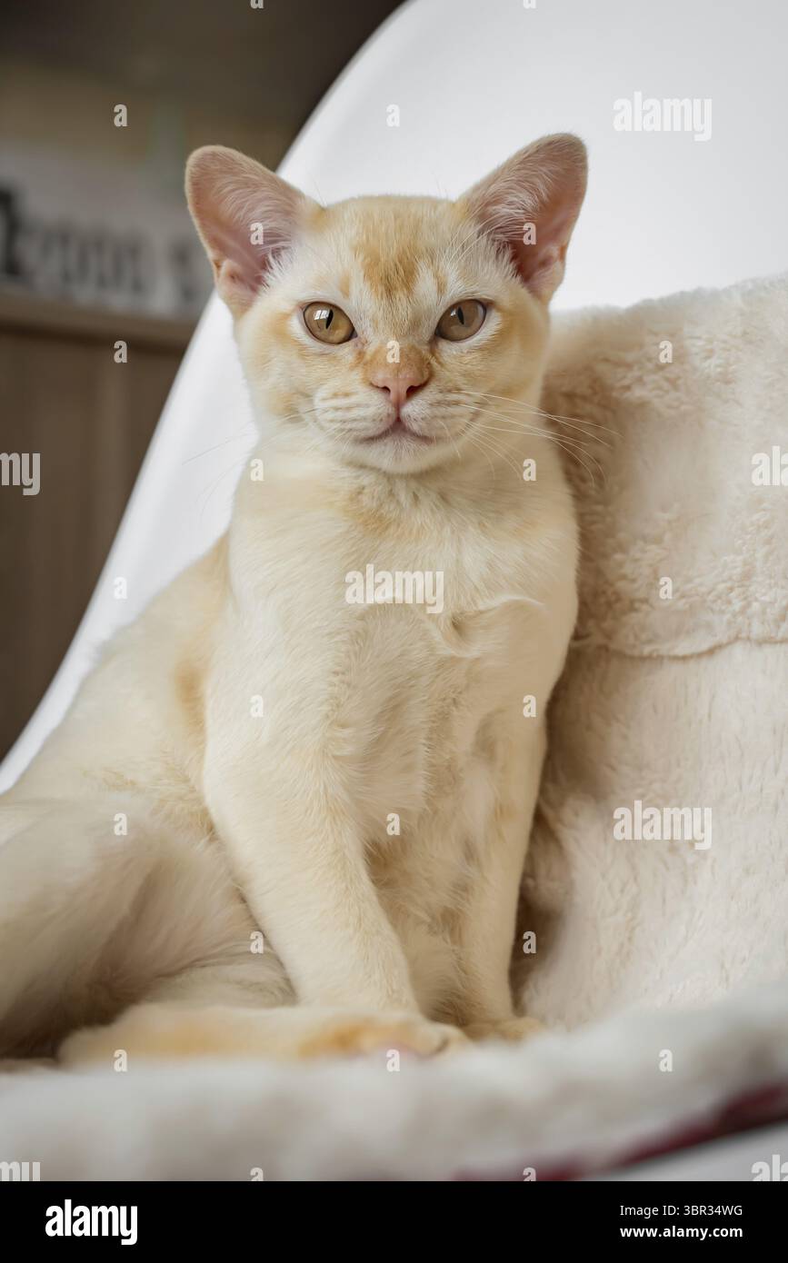 Adorable chaton birman rouge reposant sur un oreiller moelleux dans un lit blanc à l'intérieur à la maison Banque D'Images