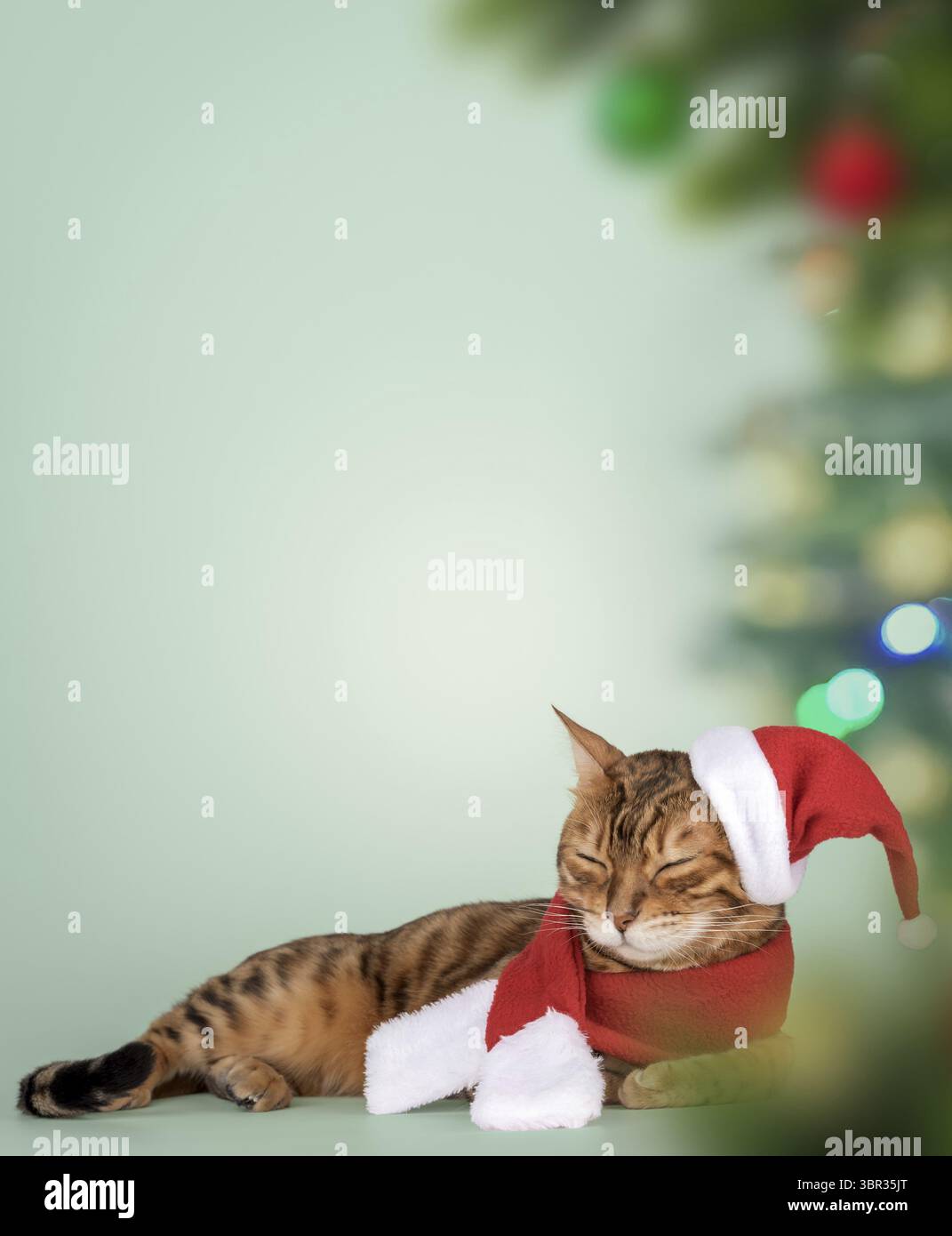 Adorable chat bengale en chapeau de père noël. Chat de Noël pour la publicité isolé sur fond de nouvel an d'hiver. Copier l'espace Banque D'Images