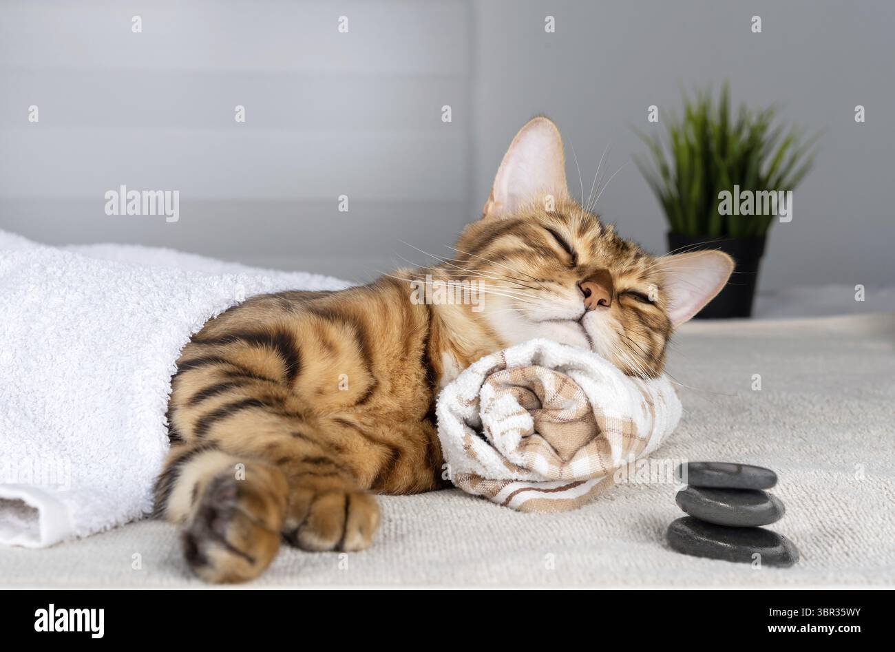 Mignon animal de compagnie se relaxant au spa. Le chat est allongé sur la serviette les yeux fermés Banque D'Images