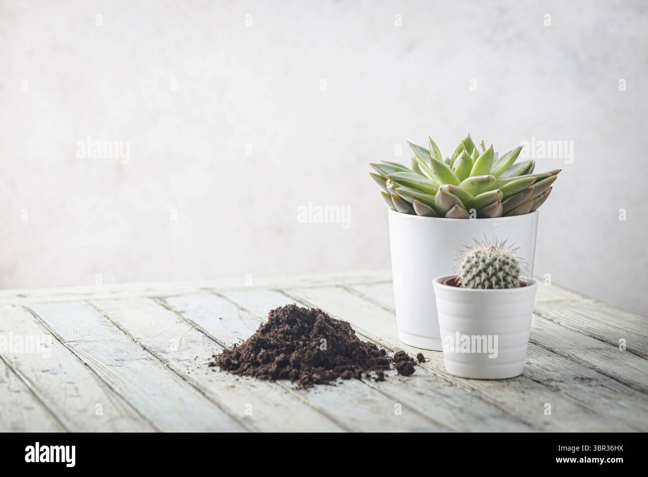 Plantes succulentes et cactus sur fond blanc. Composition florale minimale Banque D'Images