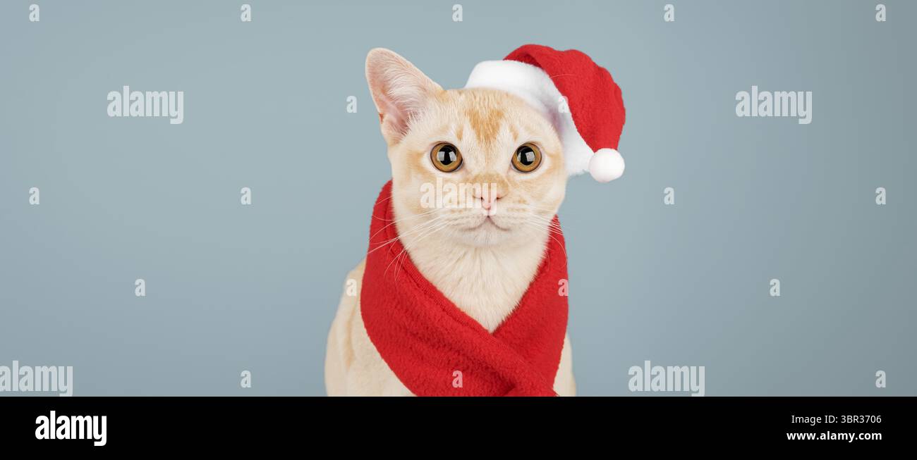 Chaton birman dans le chapeau rouge du Père Noël, sur fond de couleur. Concept de célébration de Noël et du nouvel an. Copier l'espace Banque D'Images