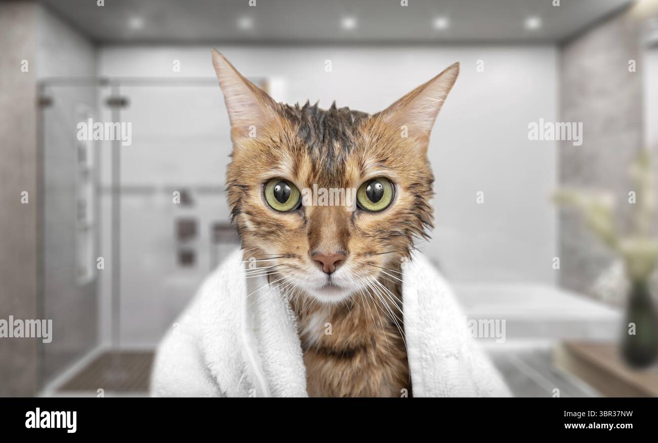 Mouiller chat dans une serviette dans la douche tout en se baignant Banque D'Images