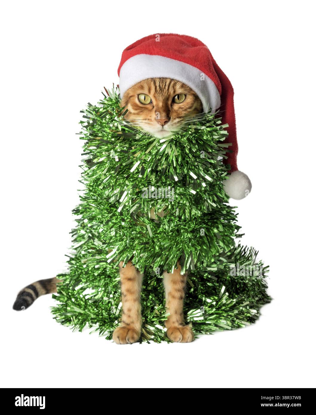 Chat drôle dans un chapeau de Père Noël, enveloppé dans une guirlande verte ou des guirlandes. Chat - arbre de Noël sur un fond blanc Banque D'Images