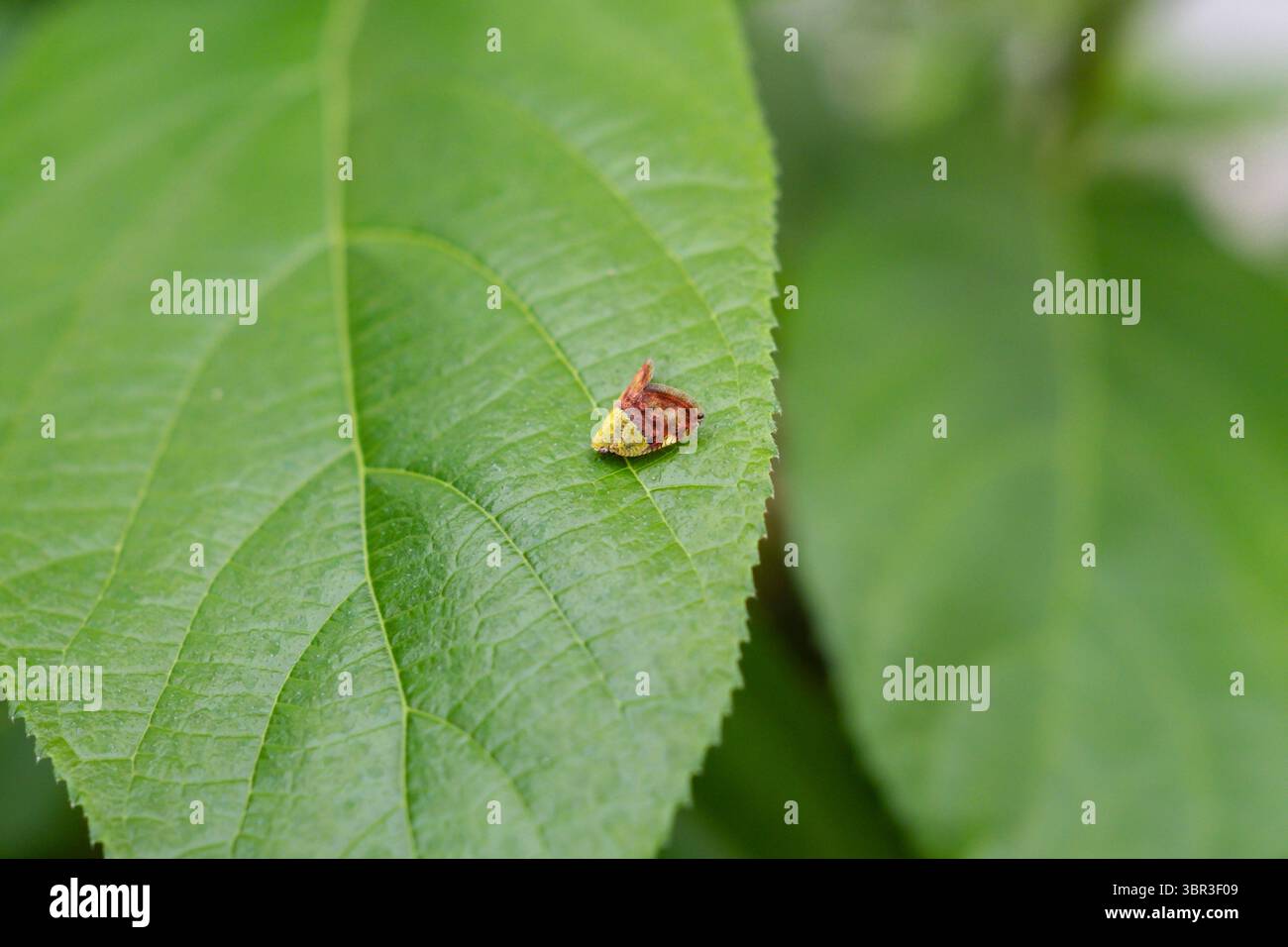 Un insecte solitaire suceur de sève s'accroche à une feuille vibrante, sa présence silencieuse faisant allusion à des pressions cachées sur les vergers et les bosquets ornementaux. Banque D'Images