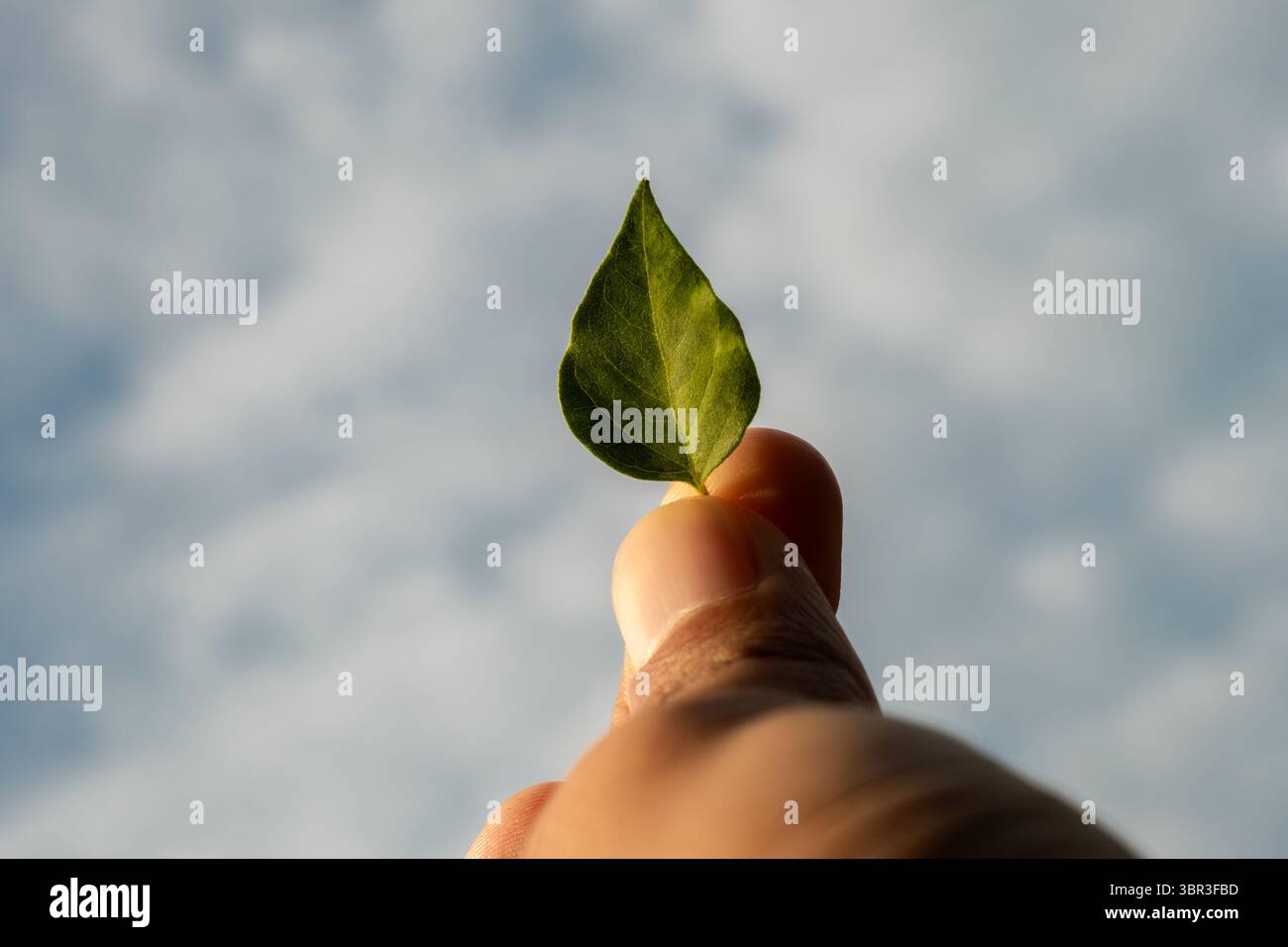 Une seule feuille verte maintenue en altitude contre un vaste ciel fait allusion au fossé entre la plantation à petite échelle et les forêts monumentales nécessaires pour compenser le carbone. Banque D'Images Une seule feuille verte maintenue en altitude contre un vaste ciel fait allusion au fossé entre la plantation à petite échelle et les forêts monumentales nécessaires pour compenser le carbone. Banque D'Images