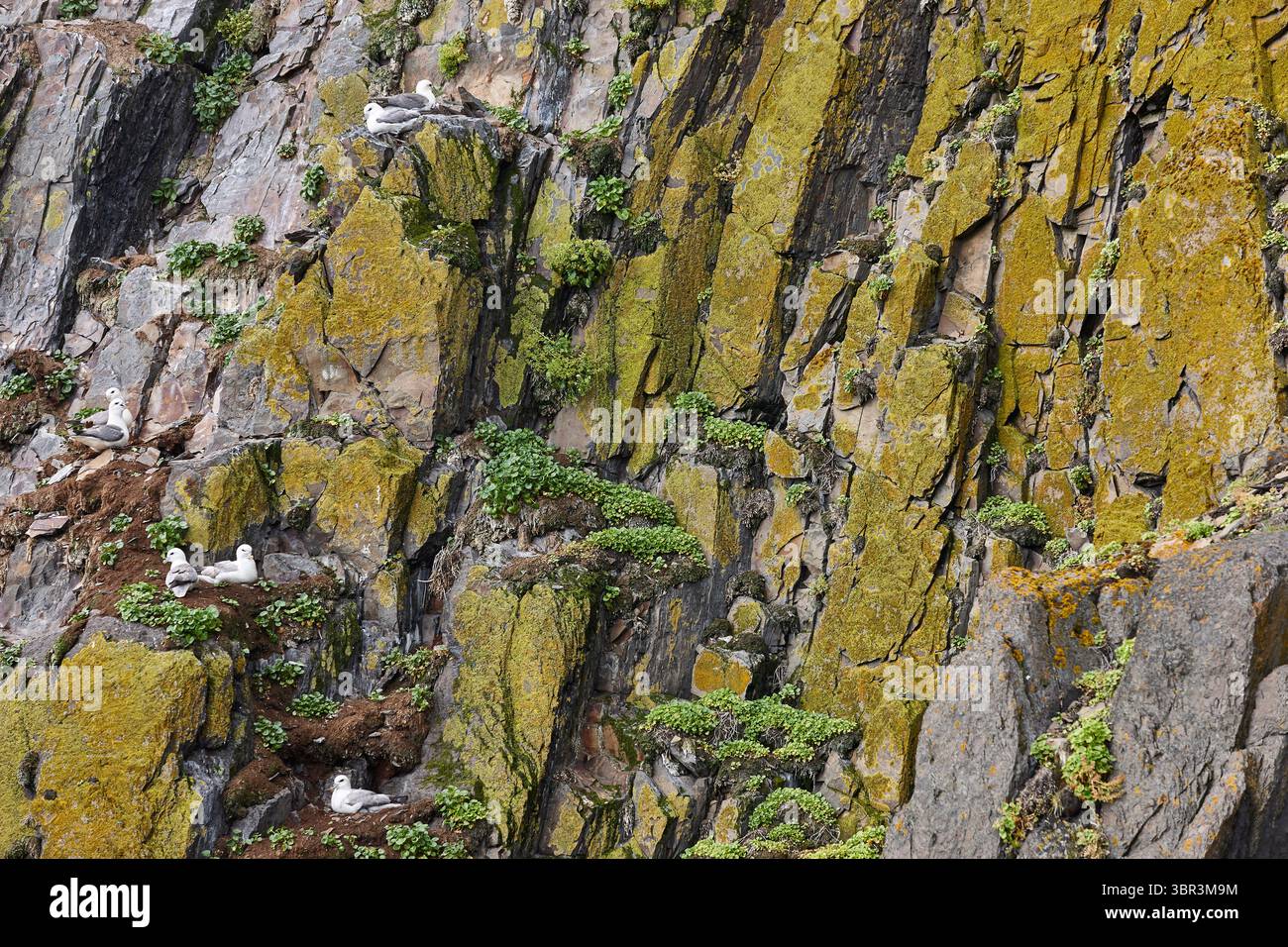 Mouettes sur une falaise. Côte rocheuse moussue islandaise. Faune Islande Banque D'Images