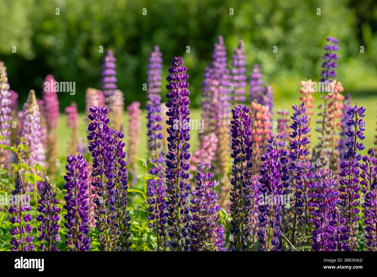 Champ de lupins avec fleurs roses et violettes. Bouquet de lupins fond de fleur d'été. Prairie de fleurs de lupin pourpre. Banque D'Images