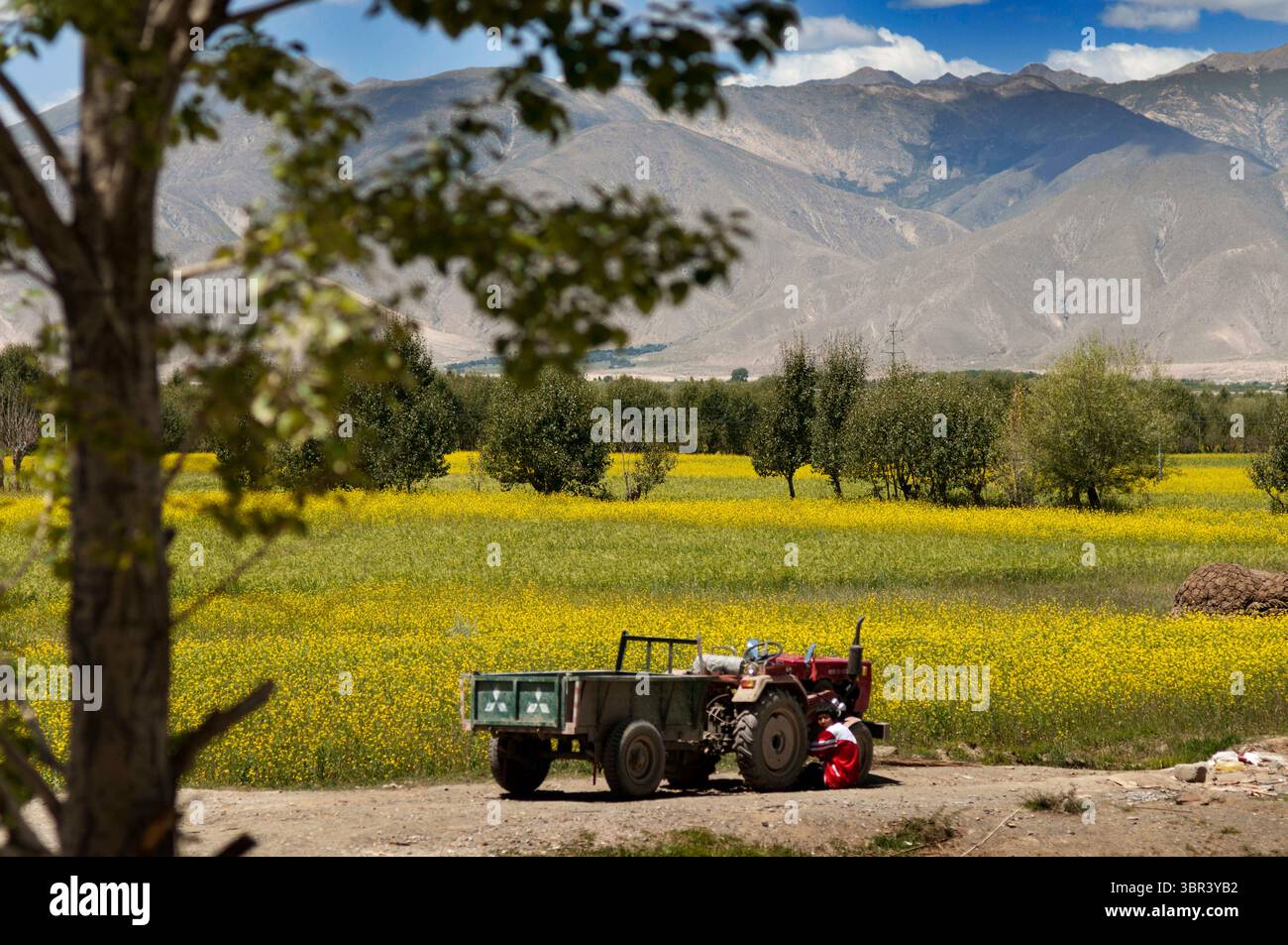 25 août 2011, Rio Brahmapoutre, Tibet, Chine : Fowers dans le village tibétain en face des champs de céréales dans la vallée du Yarlung Tsanpo, Brahmapoutre, Tibet, Chine, Asie. Vallée de la rivière Yarlung Tsangpo Brahmaputra, entre le col de Kamba et Tsetang, préfecture de Lhoka Shannan, Tibet, Chine. (Crédit image : © Sergi Reboredo/ZUMA Wire) Banque D'Images