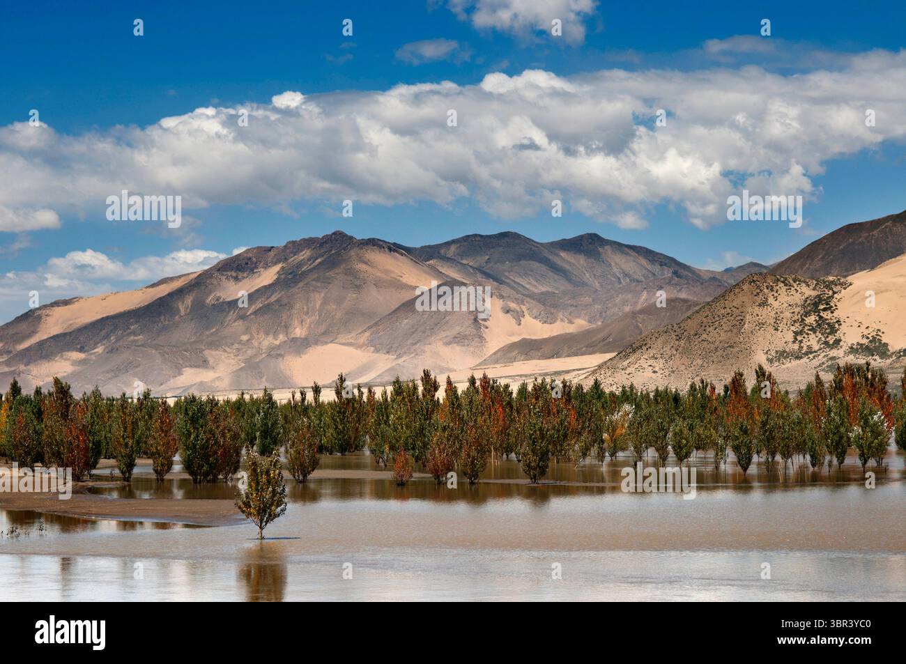 25 août 2011, Rio Brahmapoutre, Tibet, Chine : village tibétain en face de champs de céréales dans la vallée du Yarlung Tsanpo, Brahmapoutre, Tibet, Chine, Asie. Vallée de la rivière Yarlung Tsangpo Brahmaputra, entre le col de Kamba et Tsetang, préfecture de Lhoka Shannan, Tibet, Chine. (Crédit image : © Sergi Reboredo/ZUMA Wire) Banque D'Images
