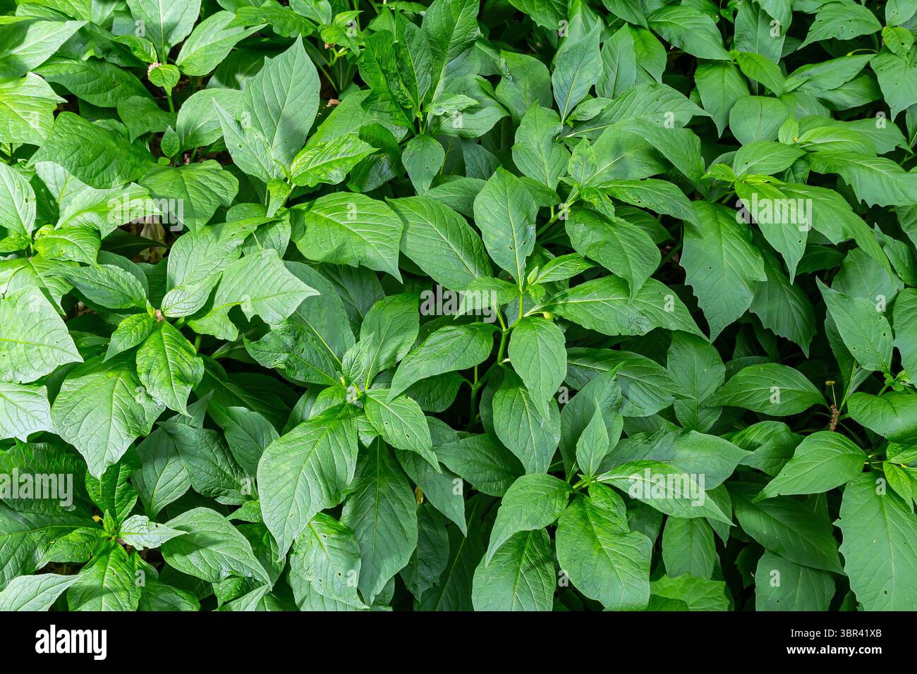 Des feuilles vertes luxuriantes s'étendent à travers le sol créant une riche tapisserie de feuillage illuminée par la lumière du jour reflétant un environnement naturel florissant Banque D'Images