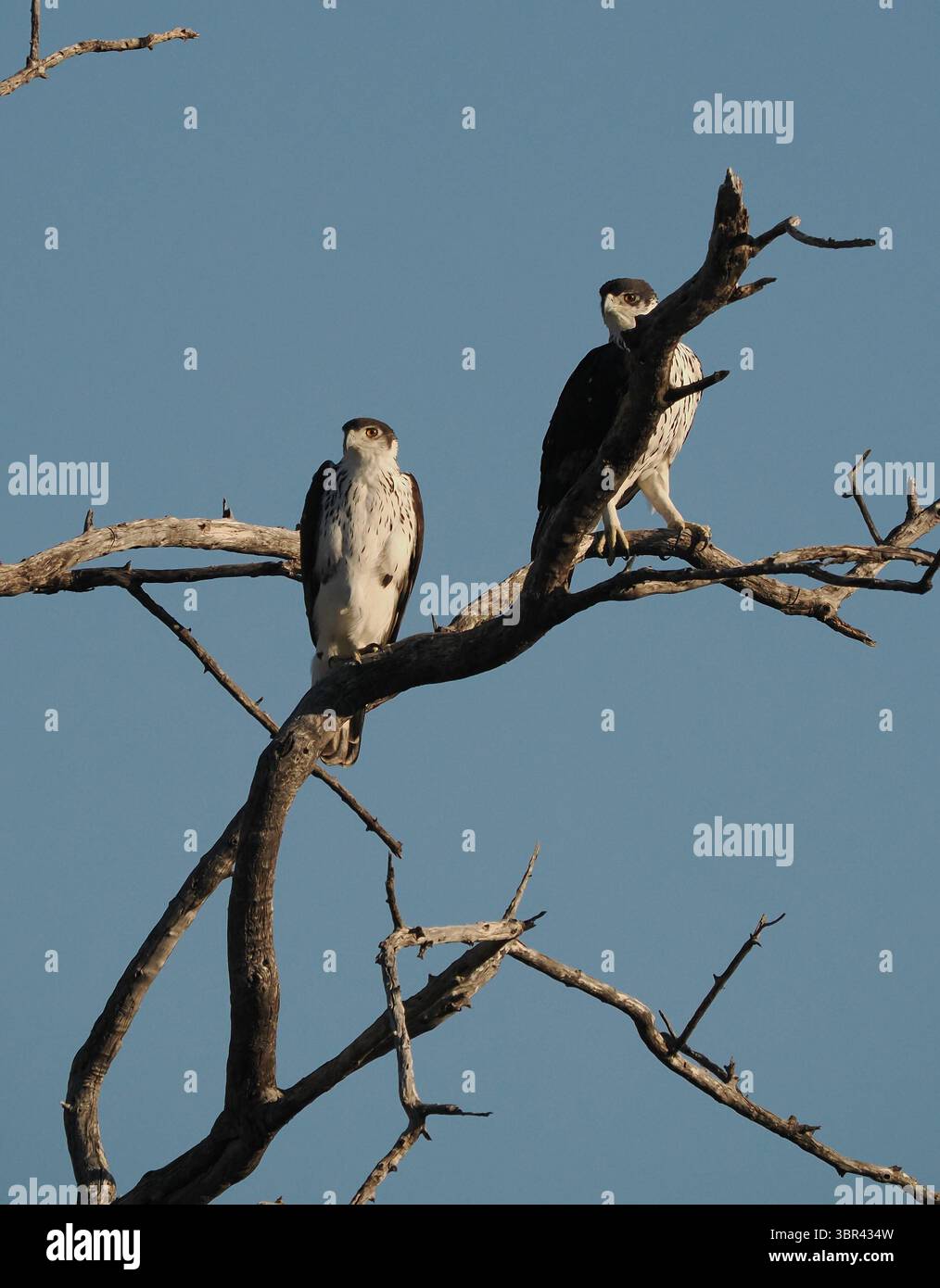 L'aigle faucon africain chasse avec des oiseaux volants à basse altitude et de petits mammifères. Banque D'Images