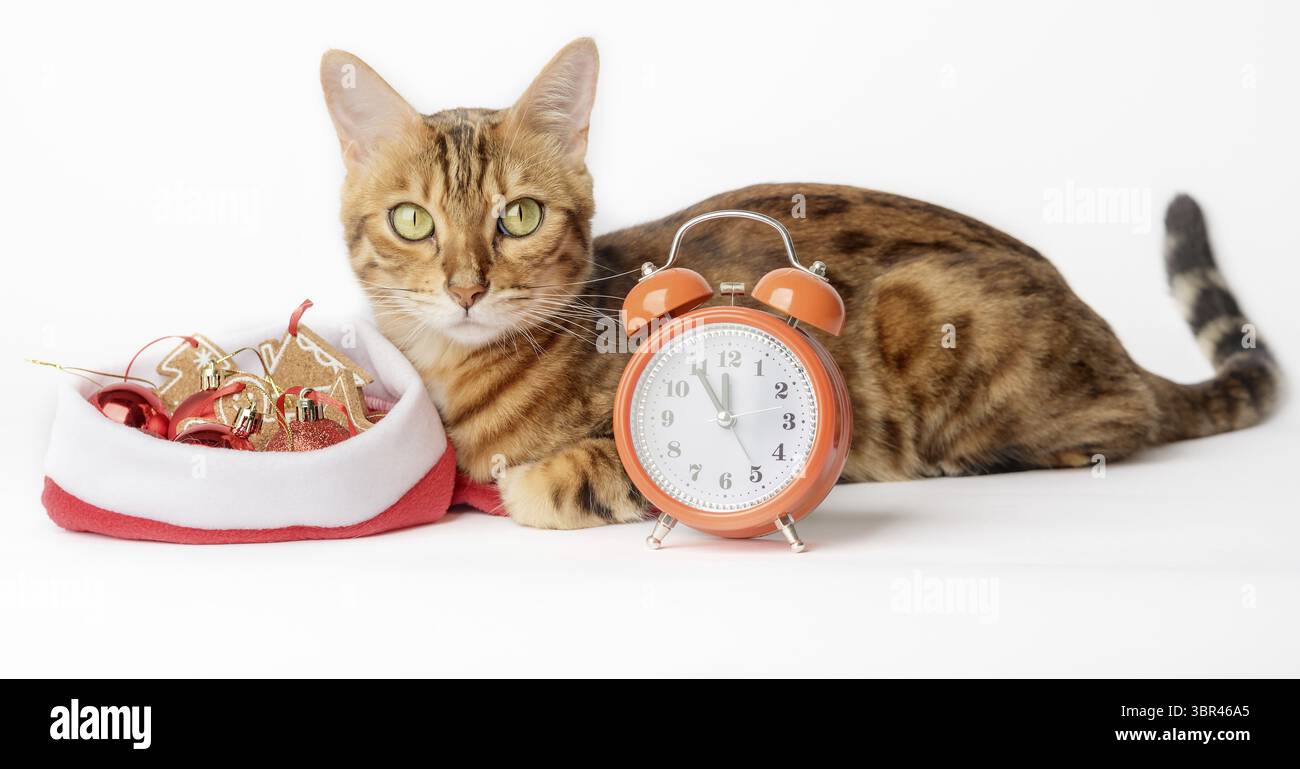 Photo conceptuelle de la rencontre de la nouvelle année, un chat près du réveil et décorations d'arbre de Noël isolé sur un fond blanc Banque D'Images
