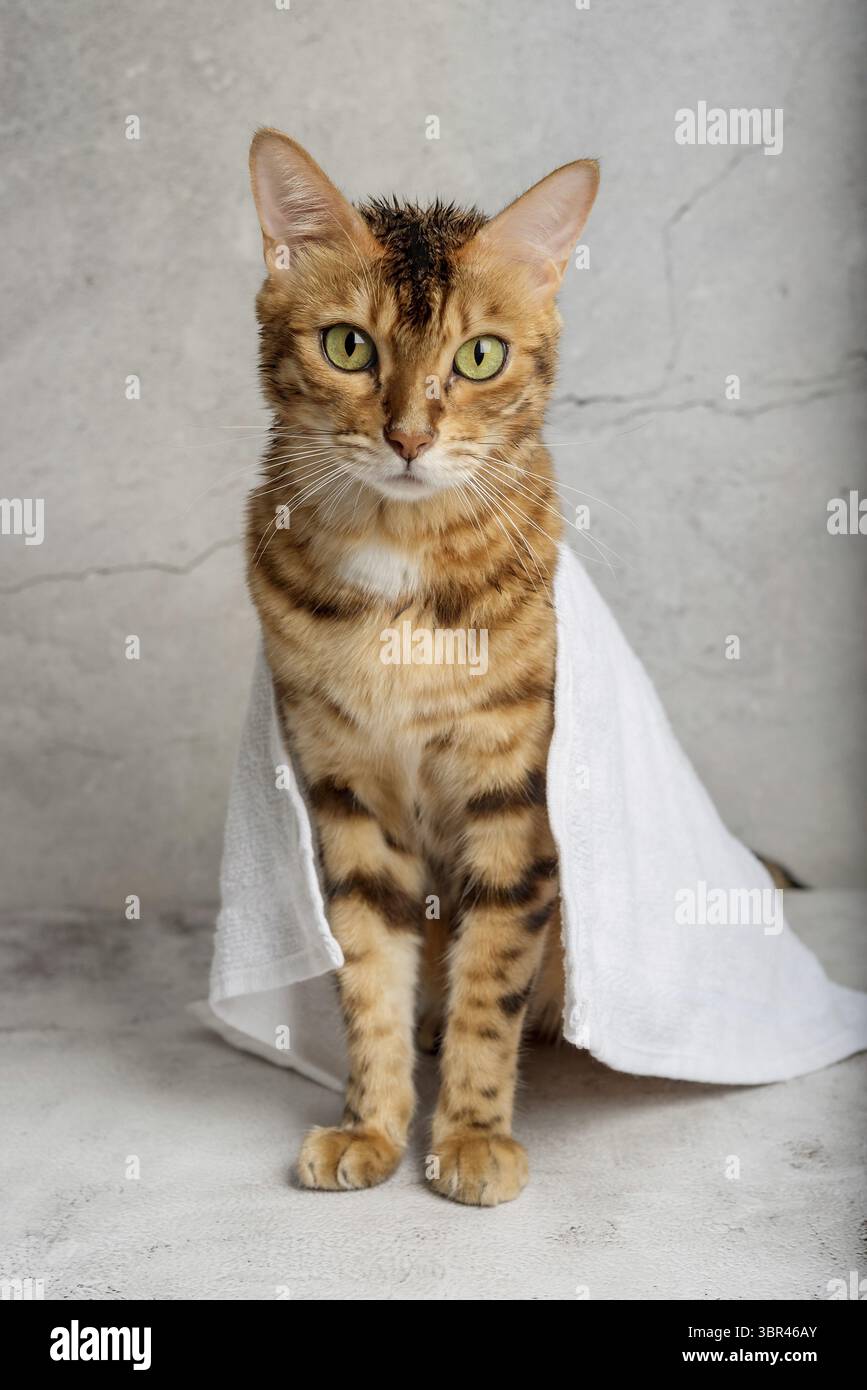 Chat Bengale dans une serviette après le bain. Prise de vue verticale Banque D'Images