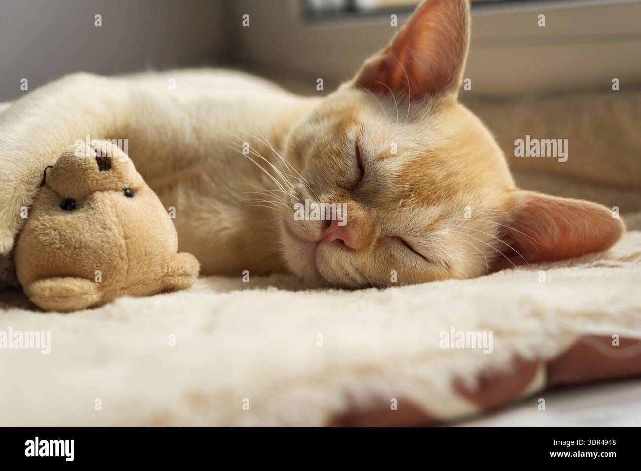 Chaton dormant sur une couverture confortable embrassant un jouet. Un chaton birman au gingembre sirène confortablement avec un ours en peluche sur un lit de chat Banque D'Images